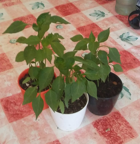 Ají PICANTE 🌶